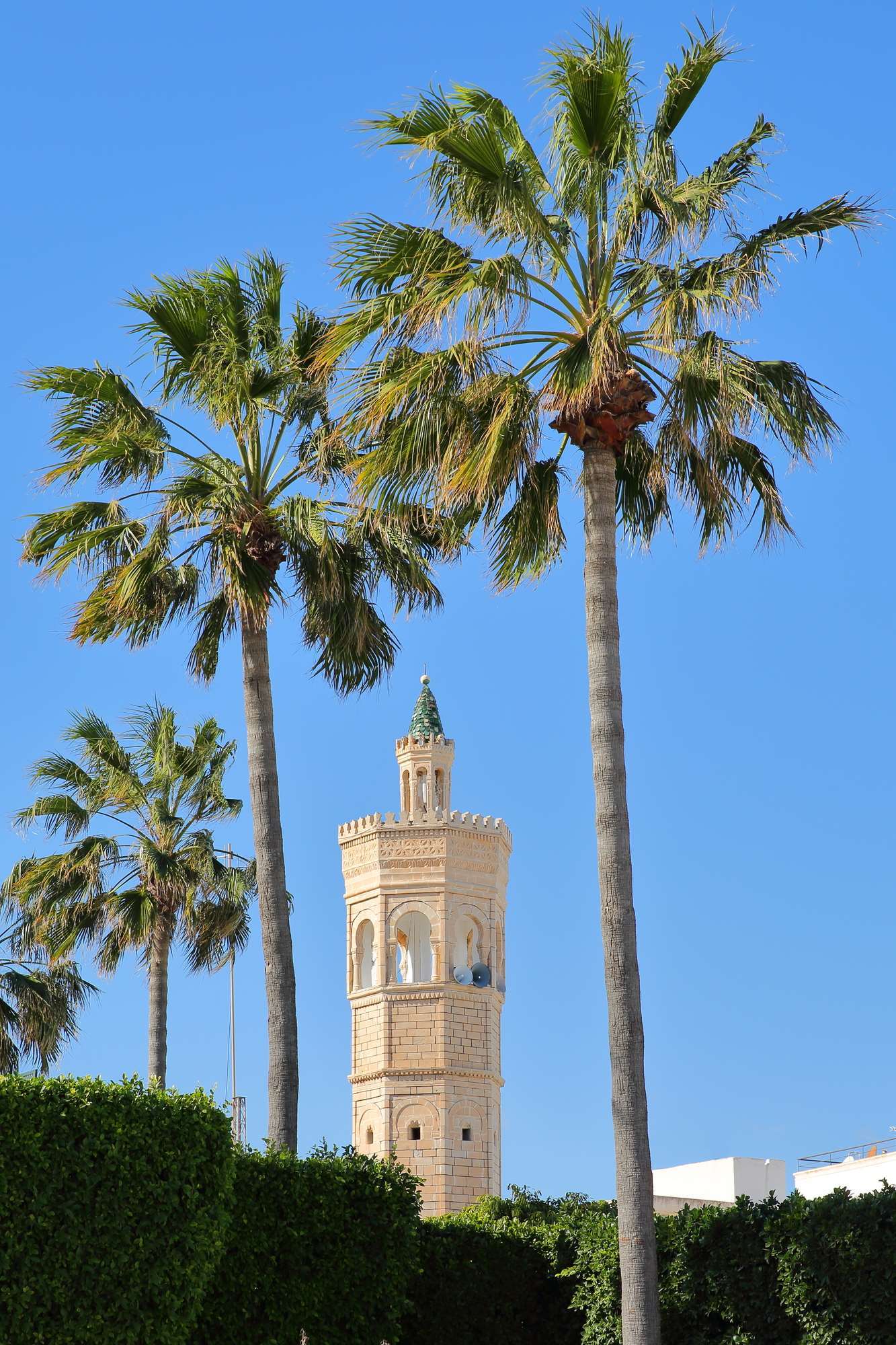 Palmbomen en toren in Oujda